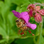 Storchenschnabel mit Bienchen