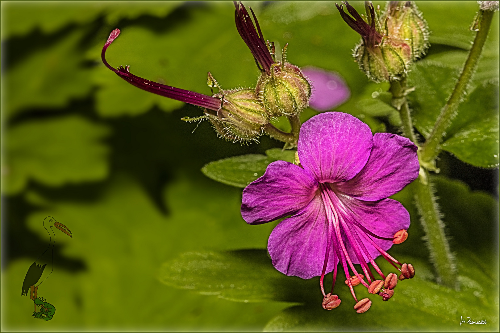 Storchenschnabel pink