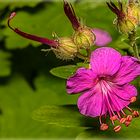 Storchenschnabel pink