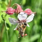 Storchenschnabelbesuch