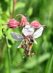 Storchenschnabelbesuch