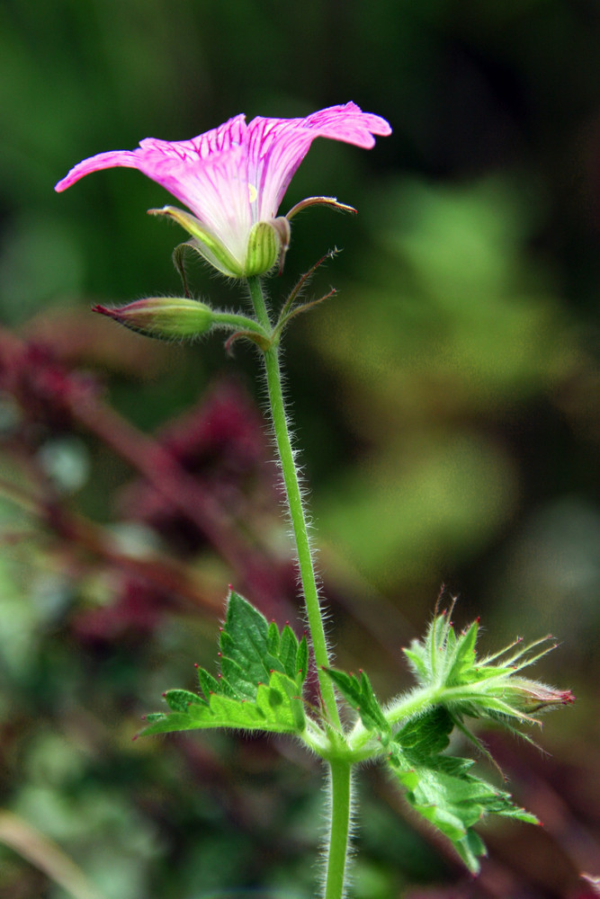 Storchenschnabelblüte