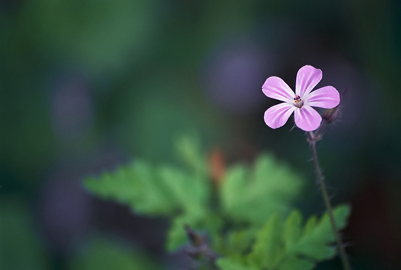 Storchenschnabel/Ruprechtskraut (geranium robertianum)