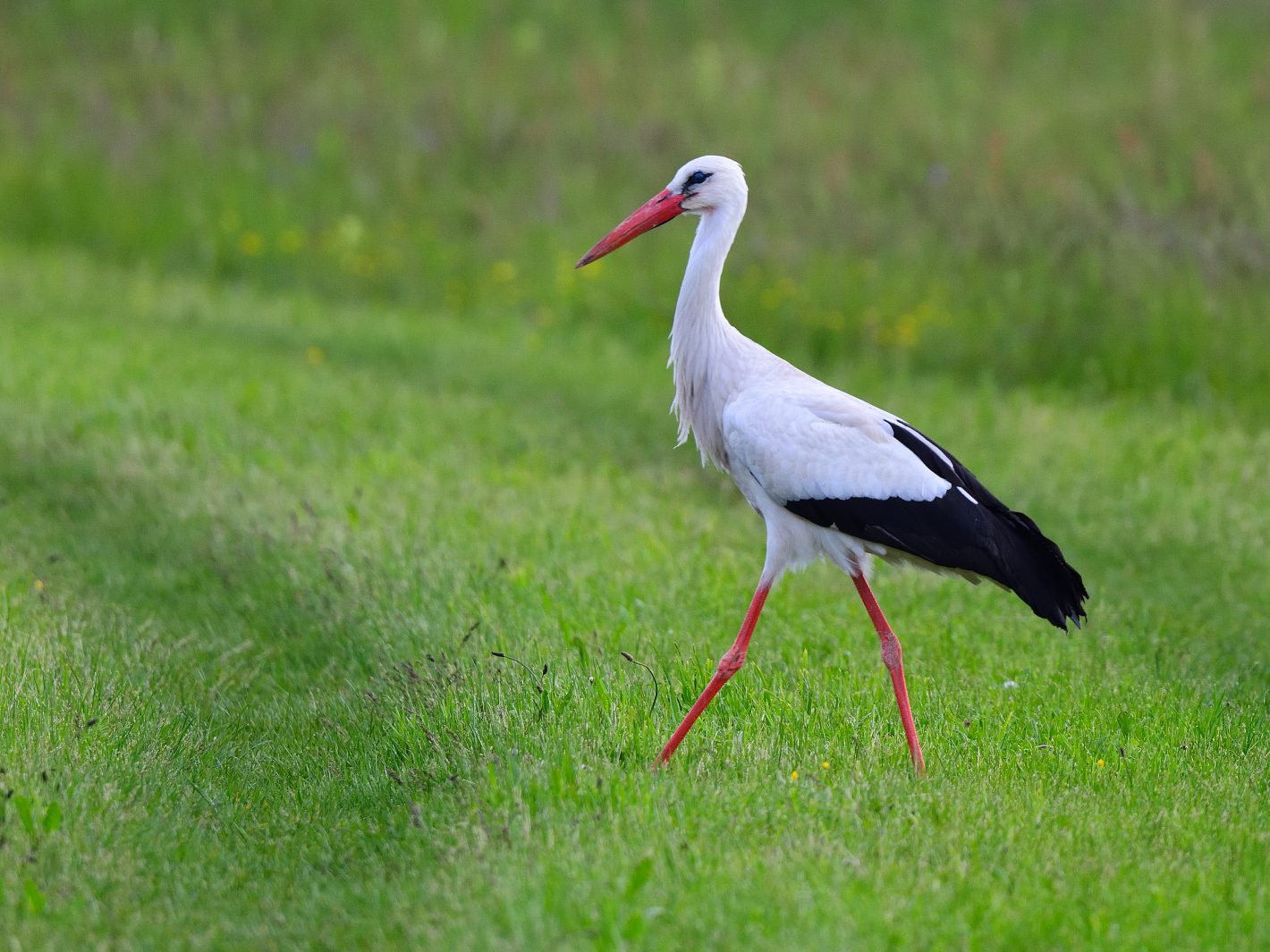 Storchenschritt, Stork step, Paso de cigüeña, 