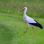 Storchenschritt, Stork step, Paso de cigüeña, 