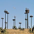 Storchensiedlung in Cáceres / Extremadura / Spanien
