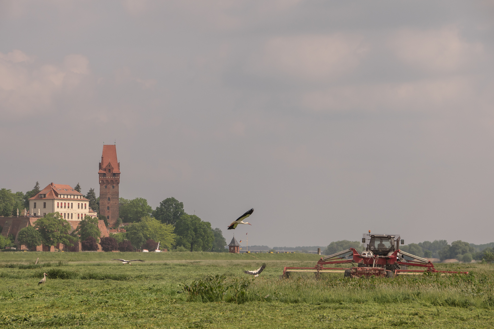 Storchenstadt Tangermünde