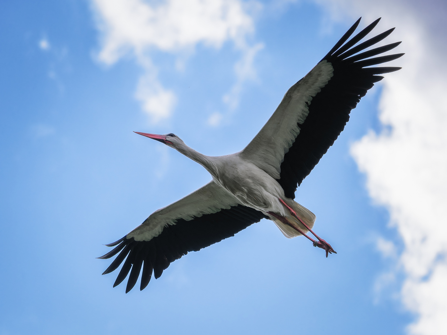 Storchenüberflug