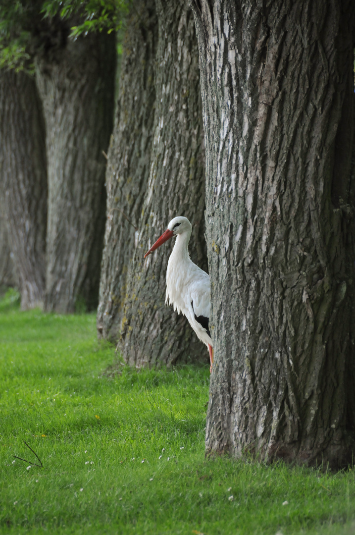 Storchenversteck