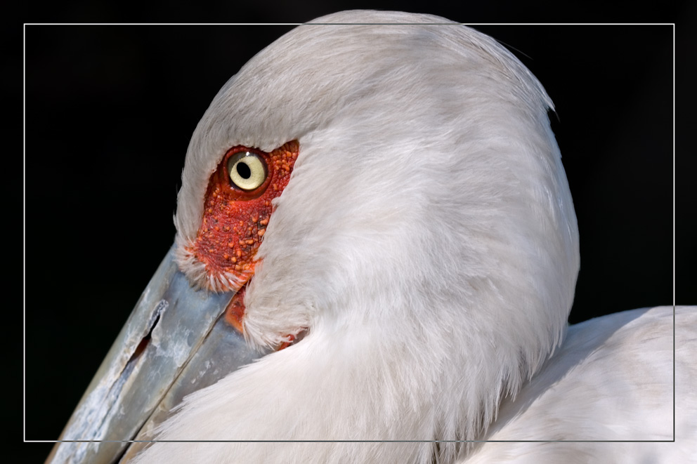 Storchenvogel im Zoo Berlin