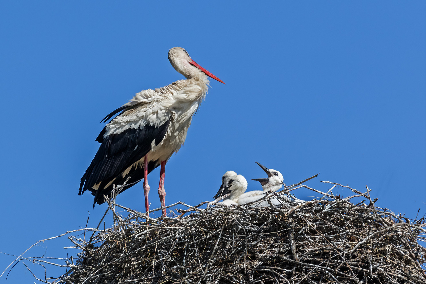 Storchfamilie