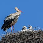 Storchfamilie