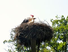 Storchfamilie