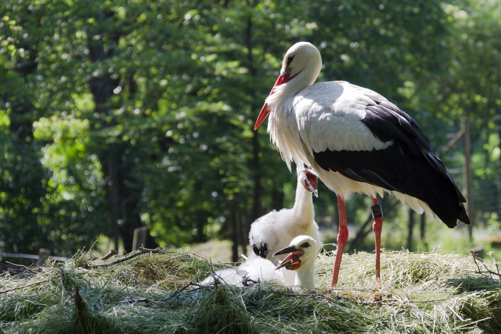 Storchfamilie Poing