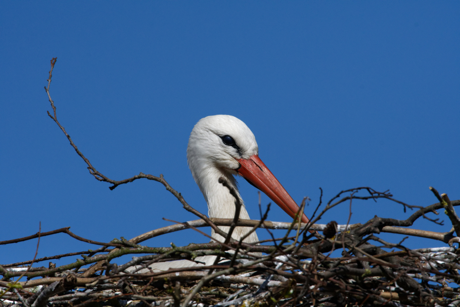 Storch......FrogFoto-2017_04_30_112622_02_DxO_ber