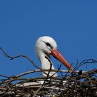 Storch......FrogFoto-2017_04_30_112622_02_DxO_ber