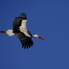 Storchi beim Fliegen