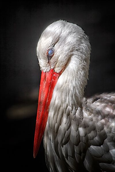 Storchi, ein Portrait