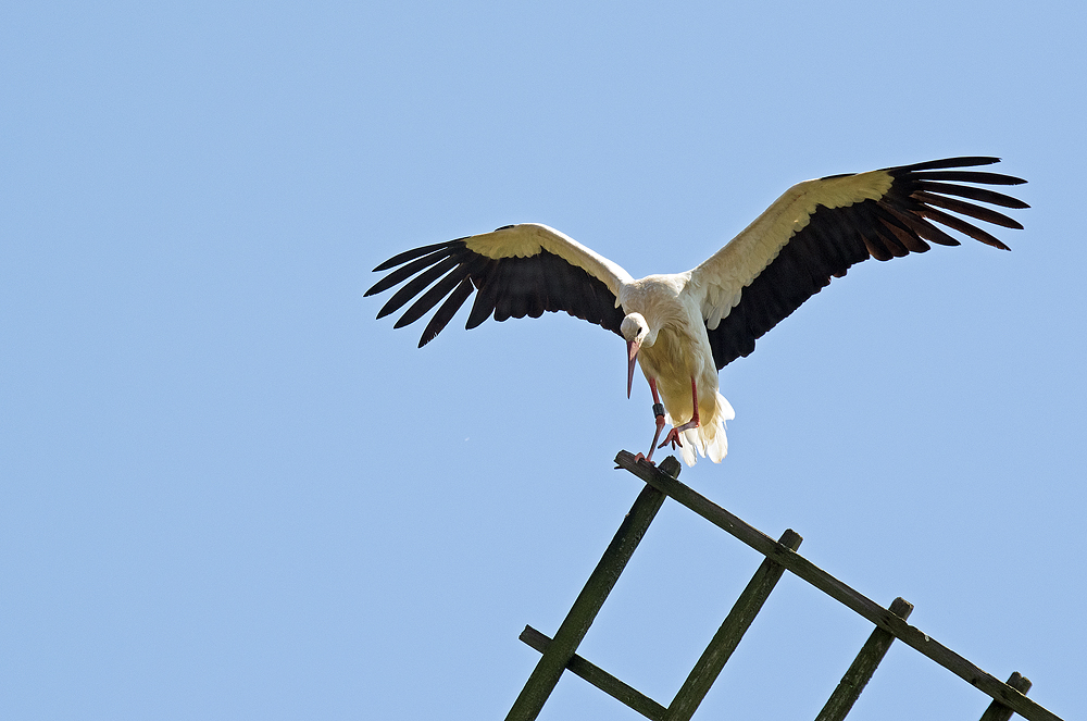 Storchlandung auf dem Mühlenflügel