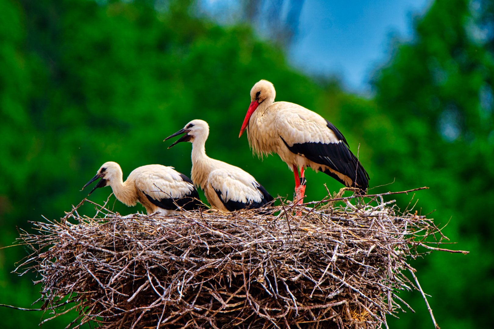 Storch_mit_Jungvögel