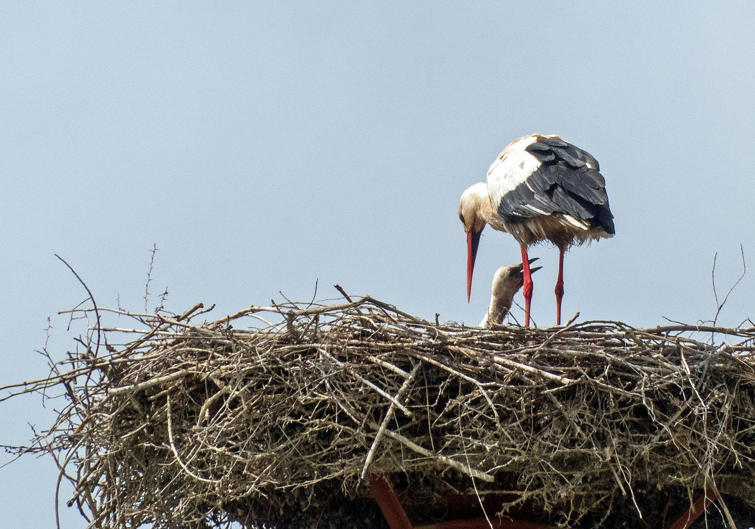 Storch_Nachwuchs