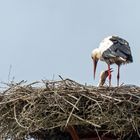 Storch_Nachwuchs