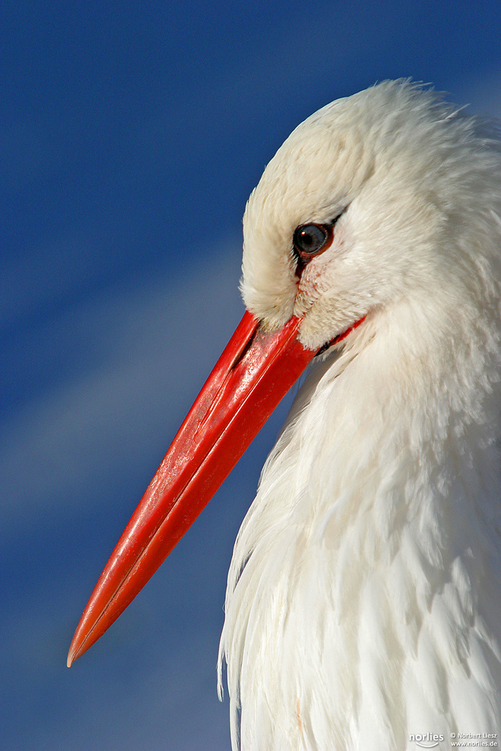 Storchportrait