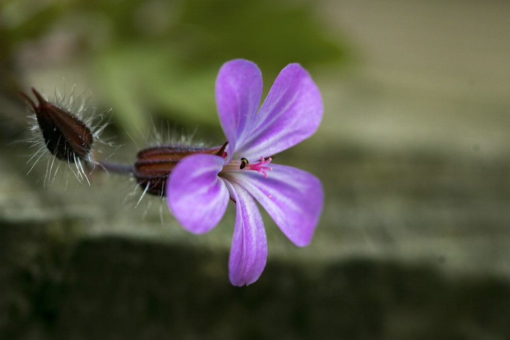 Storchschnabel 