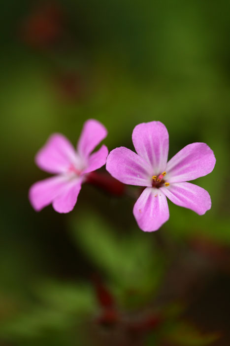 Storchschnabel