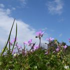 Storchschnabel als Mittwochsblümchen