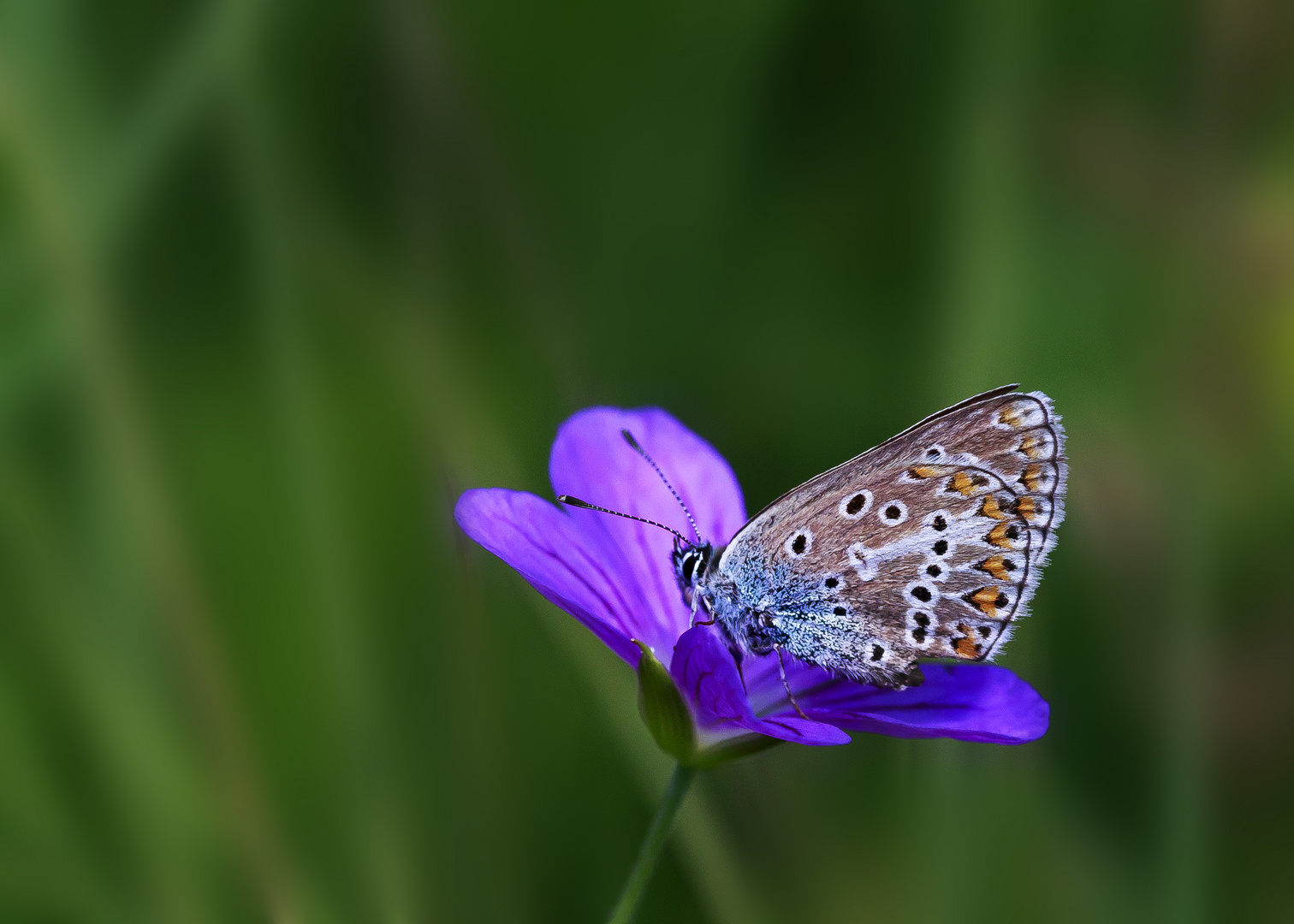 Storchschnabel Bläuling