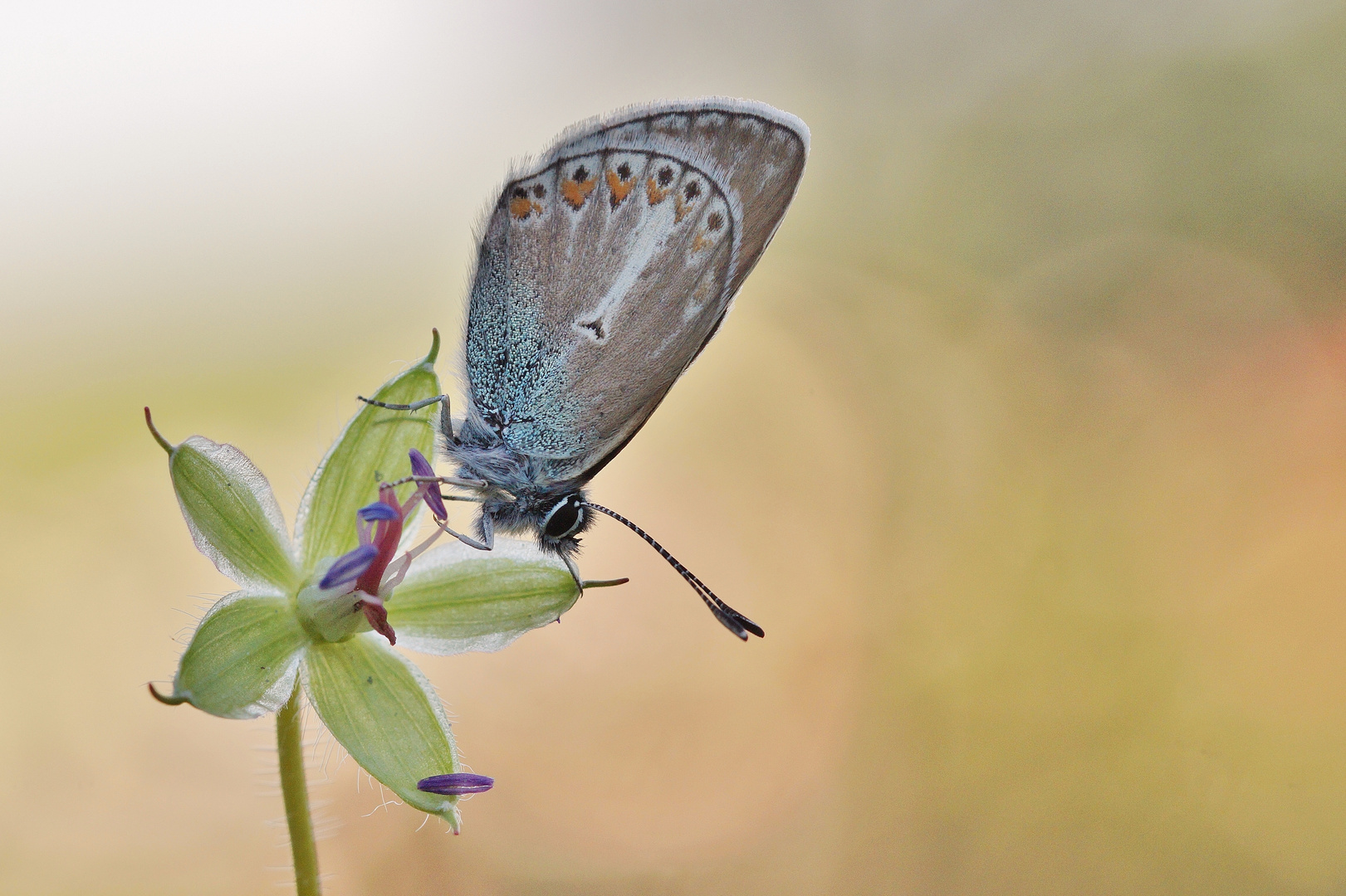 Storchschnabel-Bläuling (Aberration) auf selbiger Blüte.