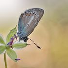 Storchschnabel-Bläuling (Aberration) auf selbiger Blüte.