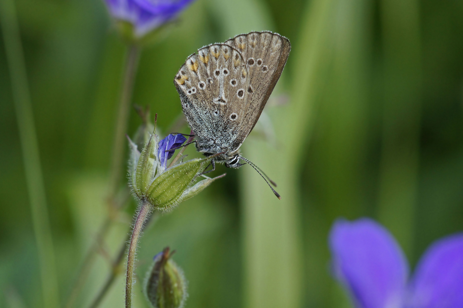 Storchschnabel-Bläuling (Aricia eumedon)