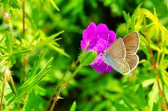 Storchschnabel-Bläuling (Aricia eumedon)