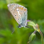 Storchschnabel-Bläuling (Aricia eumedon) - Aricia se repose sur und petite fleur!