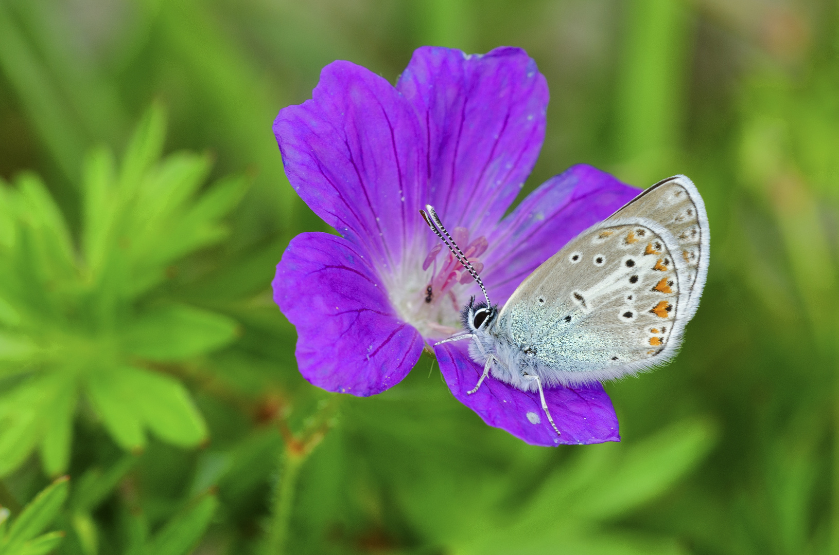 Storchschnabel-Bläuling (Aricia eumedon)