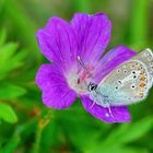 Storchschnabel-Bläuling (Aricia eumedon)