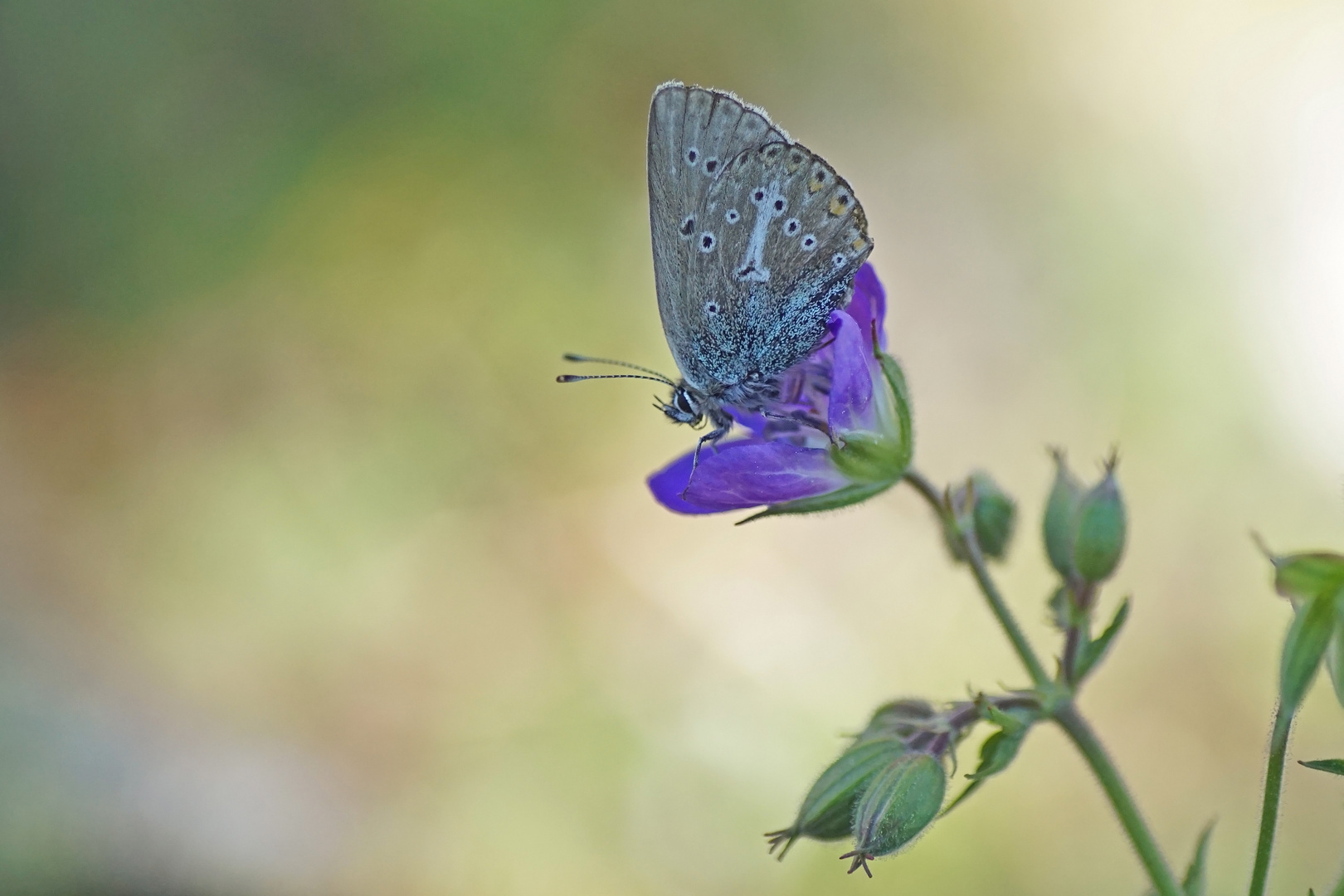 Storchschnabel-Bläuling (Eumedonia eumedon)