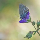 Storchschnabel-Bläuling (Eumedonia eumedon)