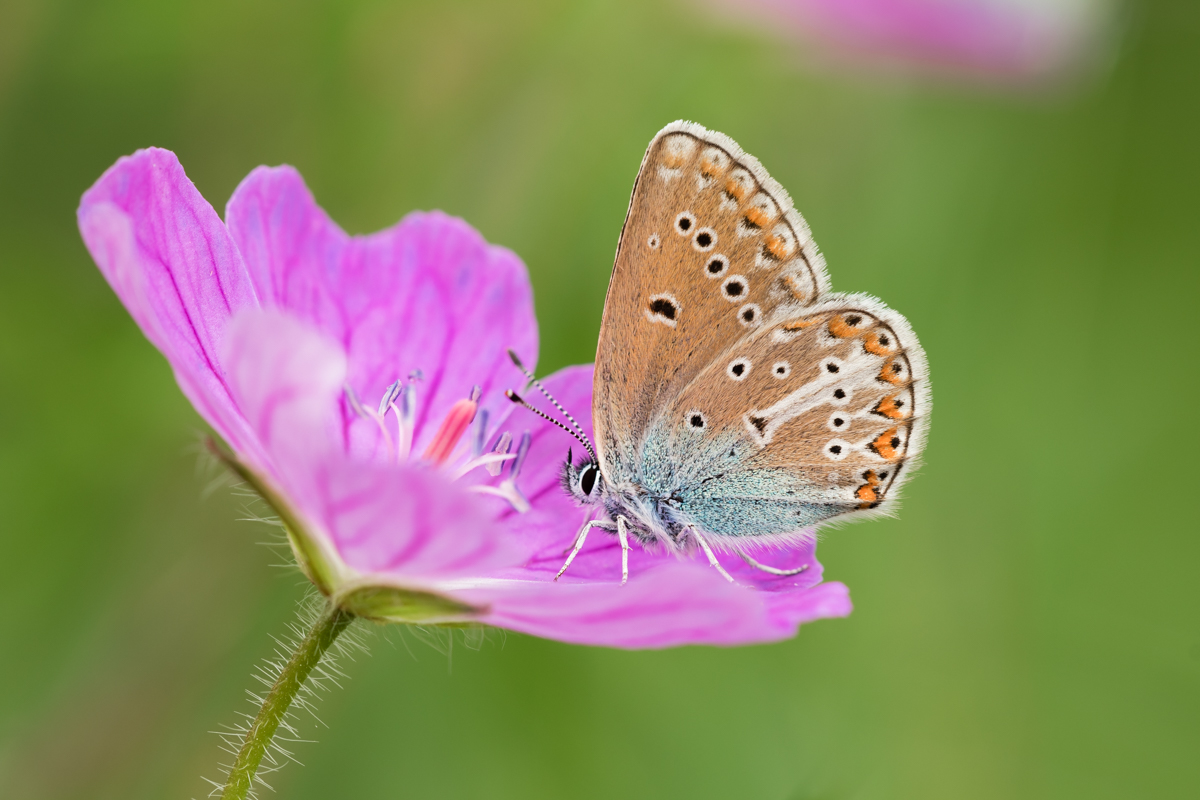 Storchschnabel-Bläuling (Eumedonia eumedon)