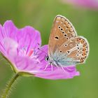 Storchschnabel-Bläuling (Eumedonia eumedon)