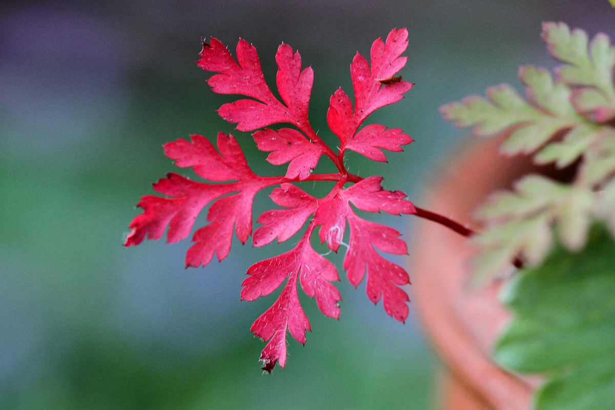 Storchschnabel-Blatt