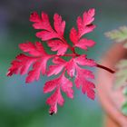 Storchschnabel-Blatt