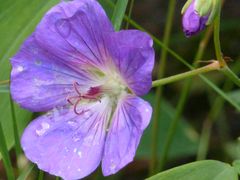 Storchschnabel-Blüte