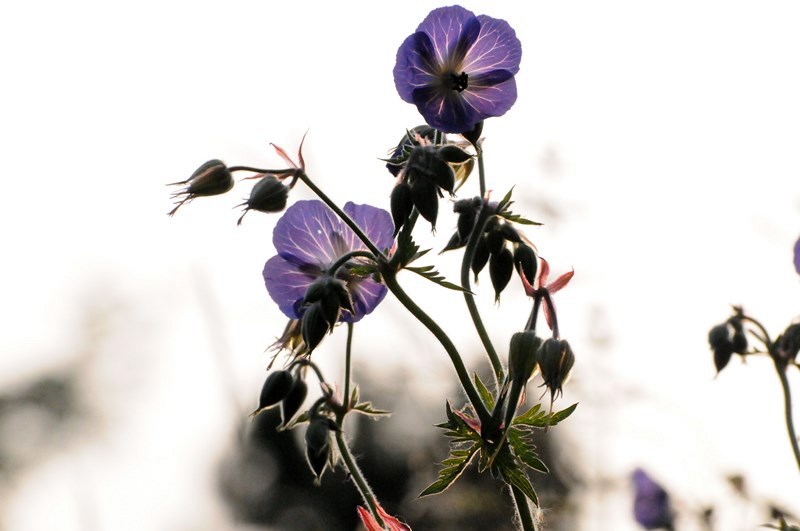 Storchschnabel Blüte beim Sonnenuntergang