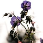 Storchschnabel Blüte beim Sonnenuntergang