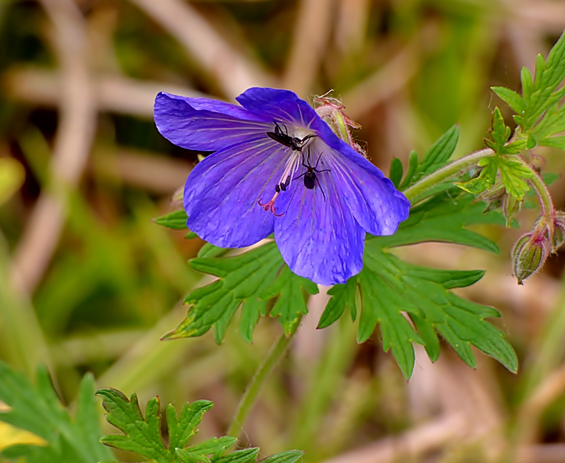 Storchschnabel-Blüte, . . .