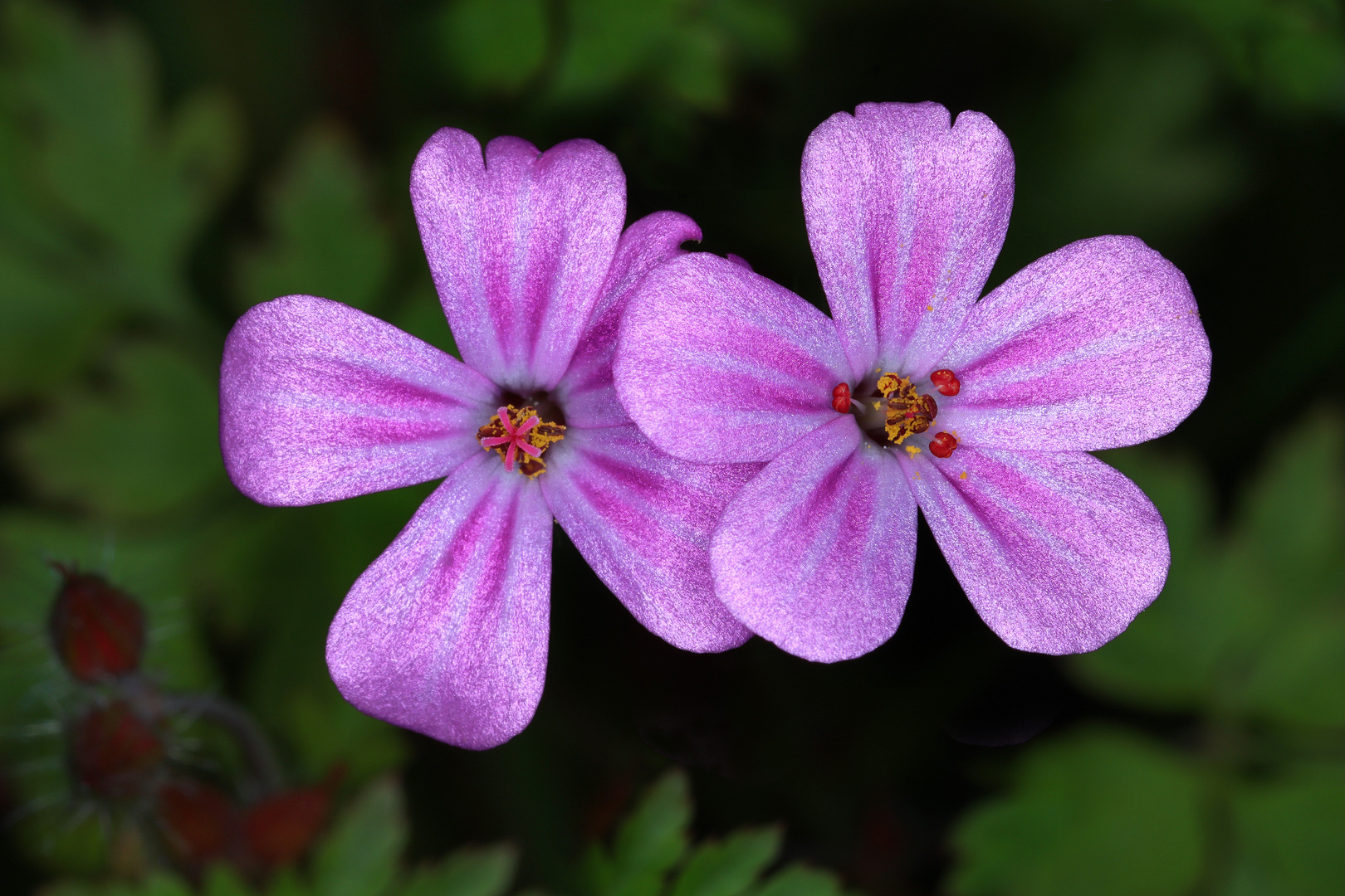 Storchschnabel-Blüten, Ruprechtskraut, Geranium robertianum