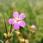 Storchschnabel, der Letzte